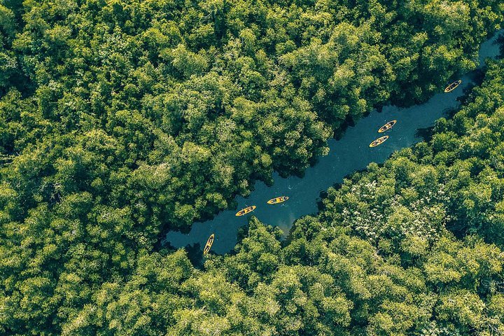 mangrove kayaking bentota